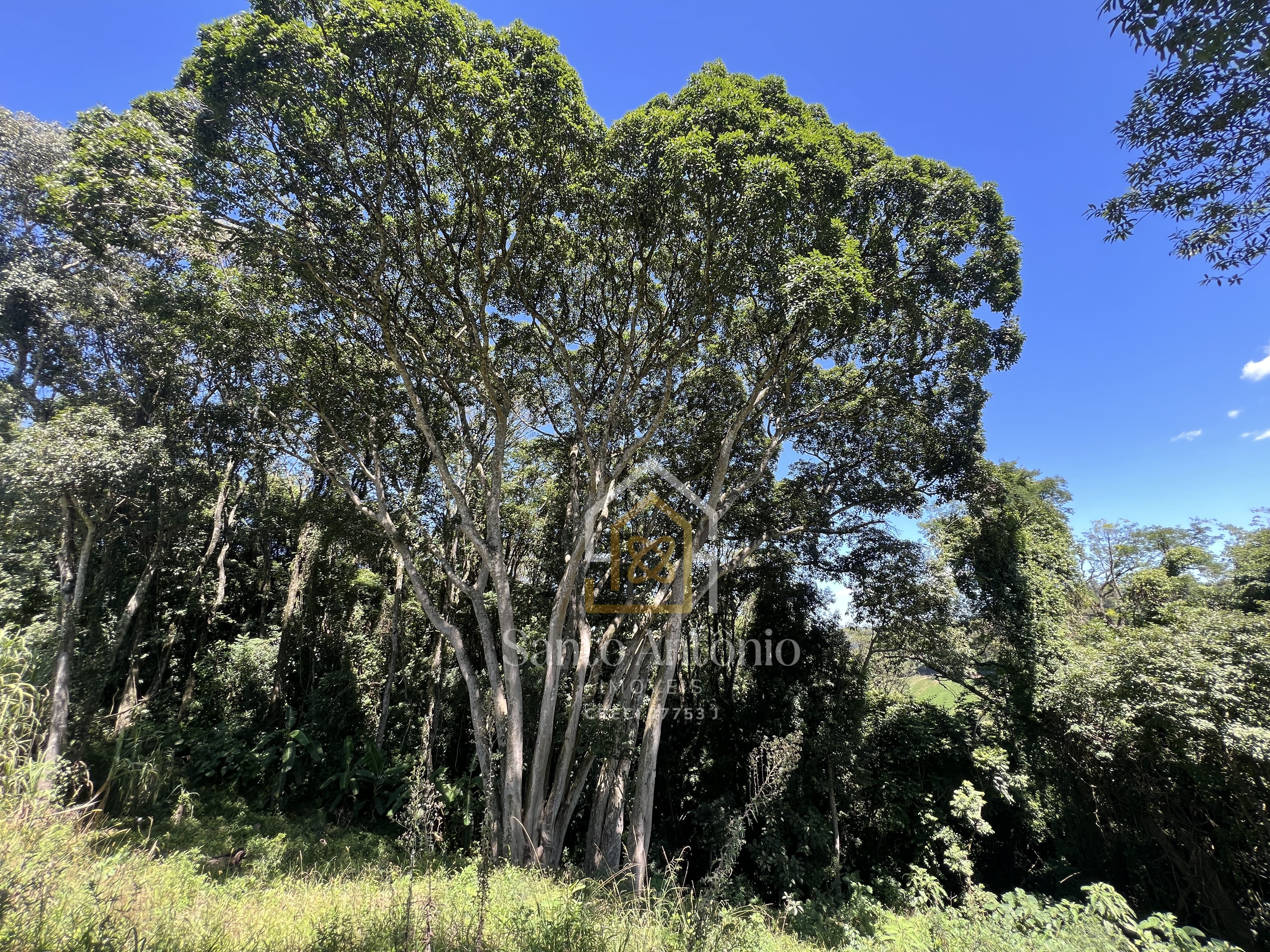 Sítio à venda - Capela São Carlos